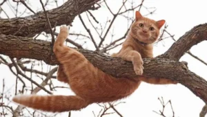 رسائل رؤية القطط في الأحلام: كيف يفسر لونها وسلوكها تأثيرها النفسي على الحالم